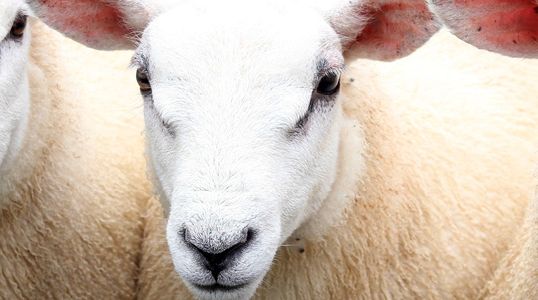 Gold sponsors of the Burwarton Agricultural Show 2023